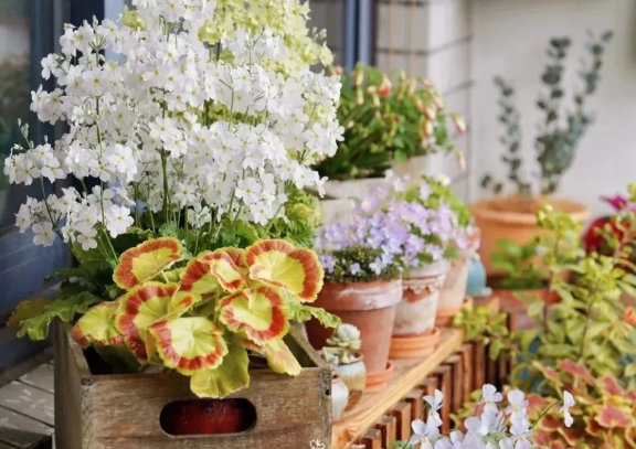 報(bào)春花簡(jiǎn)介合集，7種報(bào)春各有特色